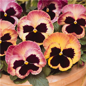 Pansy Sunrise