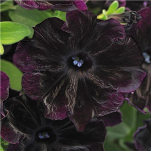 Petunia Black Velvet