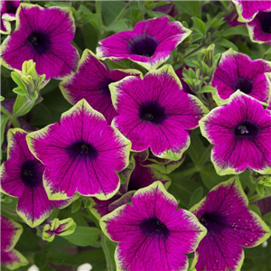 Petunia Designer Buzz Purple