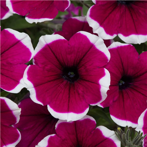 Petunia Cascade Rim Cherry