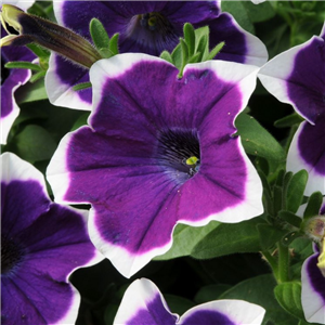 Petunia Cascade Rim Violet