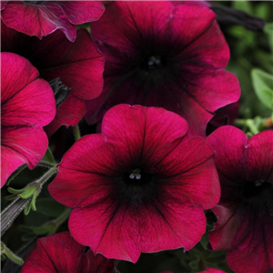 Trailing Petunia Easy Wave Burgundy Velour