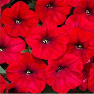 Trailing Petunia Easy Wave Red