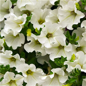 Trailing Petunia Easy Wave White