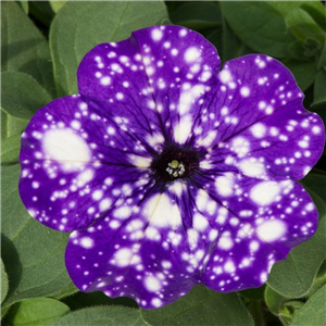 Petunia Night Sky