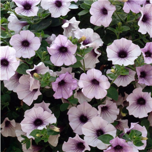 Trailing Petunia Surfinia Blue Vein