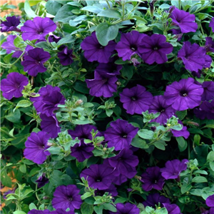 Trailing Petunia Surfinia Blue