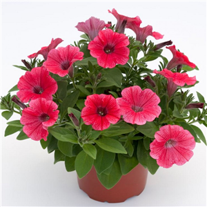 Trailing Petunia Surfinia Hot Red