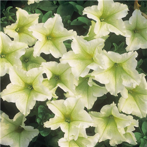 Trailing Petunia Surfinia Lime