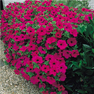 Trailing Petunia Surfinia Purple