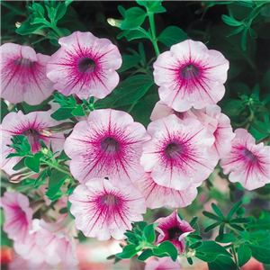 Trailing Petunia Surfinia Rose Vein