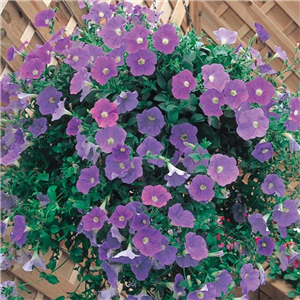 Trailing Petunia Surfinia Sky Blue