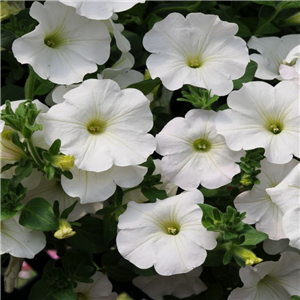 Trailing Petunia Surfinia Snow