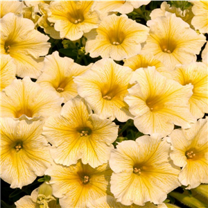 Trailing Petunia Surfinia Yellow Dream