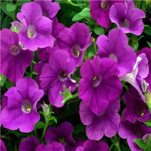 Trailing Petunia Surfinia Amethyst