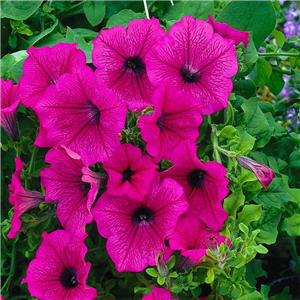 Trailing Petunia Surfinia Hot Pink