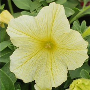 Trailing Petunia Surfinia Victoria Yellow