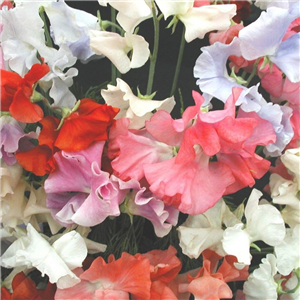 Sweet Pea Galaxy Mixed