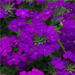 Verbena Trailing Enchantment Purple