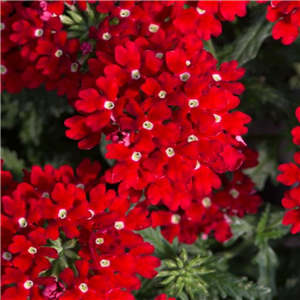 Verbena Trailing Enchantment Red