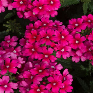 Verbena Trailing Showboat Magenta