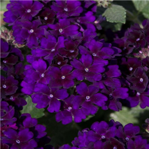 Verbena Trailing Showboat Midnight