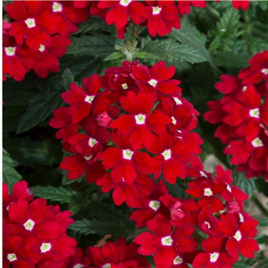 Verbena Trailing Showboat Red Eye