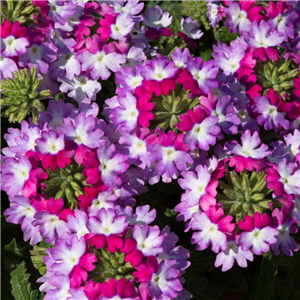 Verbena Trailing Sparkle Purple Blues