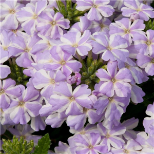 Verbena Trailing Voodoo Lavender Star