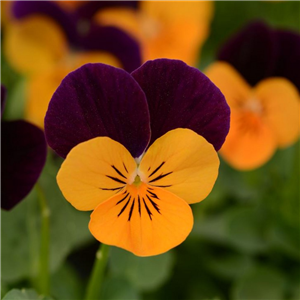 Viola Orange Jump Up