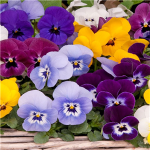 Viola - bedding Babyface Mixed