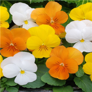 Viola - bedding Citrus Mixed