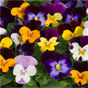 Viola - bedding Jump up Mix