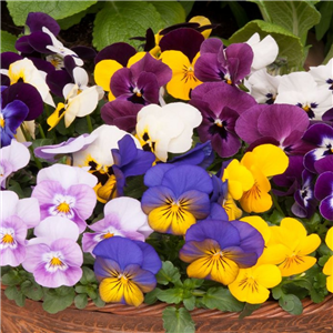 Viola - bedding Spring Mixed