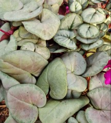 Cyclamen coum Silver Leaf