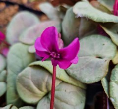 Cyclamen coum Silver Leaf