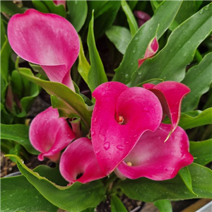 Zantedeschia (Calla Lily) California Red