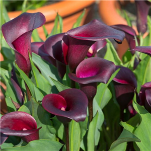 Zantedeschia (Calla Lily) Nightlife