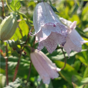 Campanula punctata Milky Way