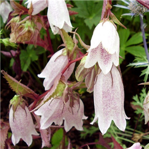 Campanula punctata