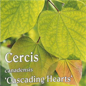 Cercis canadensis Cascading Hearts