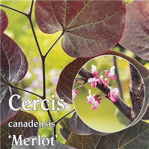 Cercis canadensis Merlot