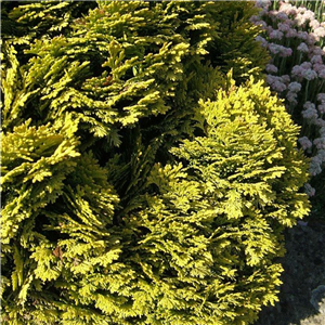 Chamaecyparis lawsoniana Minima Aurea