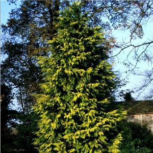 Chamaecyparis lawsoniana Stardust