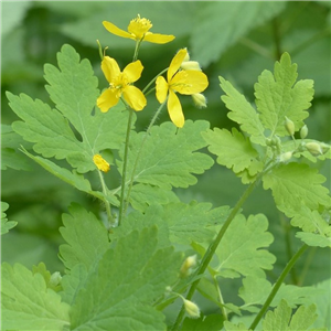 Chelidonium majus