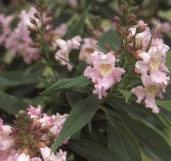 Chitalpa tashkentensis Summer Bells