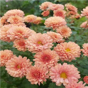 Chrysanthemum Picasso