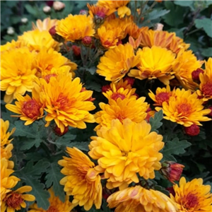 Chrysanthemum Bienchen