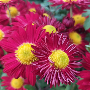 Chrysanthemum Christmas