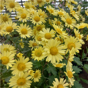 Chrysanthemum Early Yellow